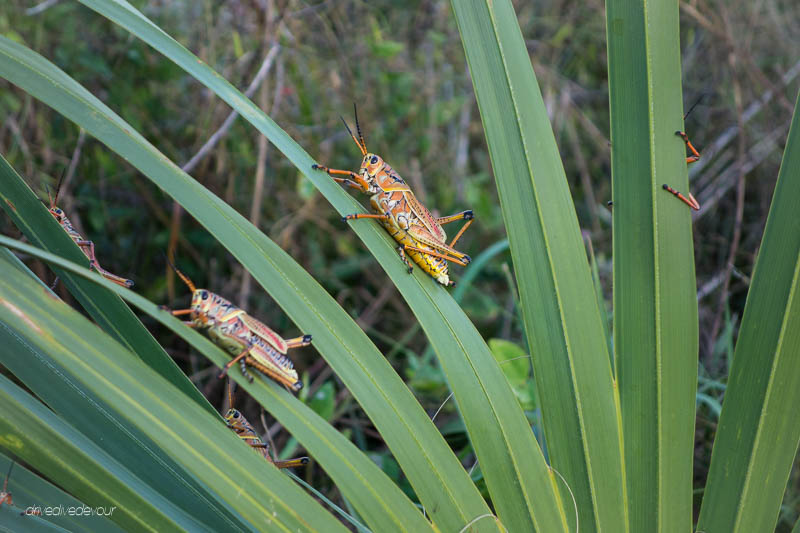 Giant grasshoppers